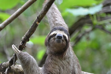 Naklejka premium PARESSEUX