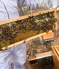 Bees on a beehive frame, man in bee suit holds up the frame