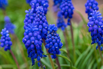 Close-up of blue flower of the Muscari plant