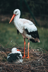 Storchen-Eltern in ihrem Nest