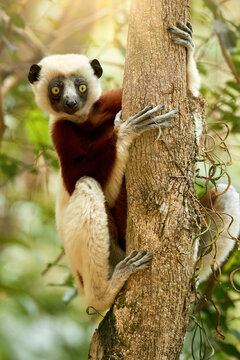 Vertical portrait of Coquerel's sifaka, Propithecus coquereli, colorful lemur against Rain Forest canopy staring at camera. Endemic to Madagascar monkey, red and white colored fur and long tail. 
