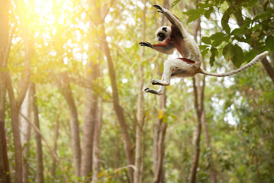 Jumping lemur: Coquerel's sifaka, Propithecus coquereli, Lemur in the Air against Rain Forest canopy, Endemic to Madagascar monkey, Red and White colored fur and long tail. Wildlife of Madagascar.