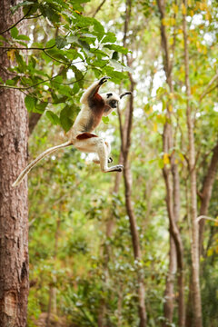 Jumping lemur: Coquerel's sifaka, Propithecus coquereli, Lemur in the Air against Rain Forest canopy, Endemic to Madagascar monkey, Red and White colored fur and long tail. Wildlife of Madagascar.