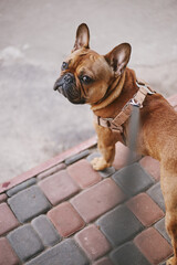Cute little dog on a leash looking in camera. Adorable French bulldog walking outdoor