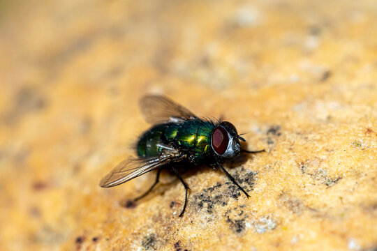 Macro de lucilie soyeuse