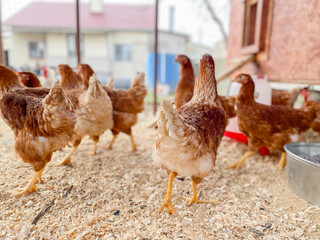 a lot of chickens in a chicken coop