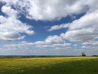 Field of cowslips in Lincolnshire, England
