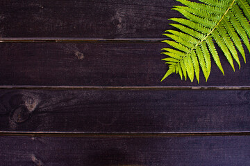 green fern leaves on dark wooden background 