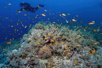 Naklejka na ściany i meble Vibrant Diversity: Colorful Coral Displaying the Wonders of Marine Life