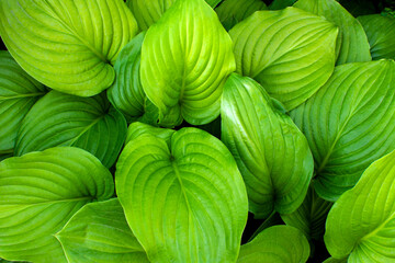 large green hosta leaves. green natural background. 