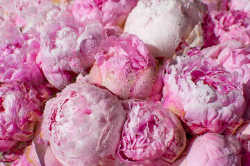 pink peonies close up with water drops on the petals