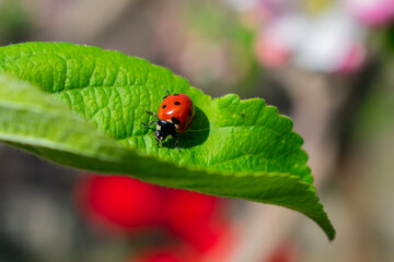 ladybug on green leaf in spring garden, closeup