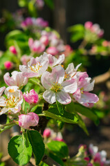 Blossoming branch of apple trees in spring. Apple blossom.