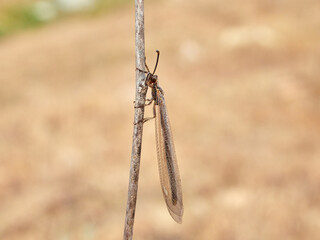 Lyon Antlion insect. Creoleon lugdunensis 