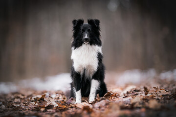 Sheltie dog portrait of dog