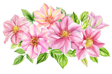 Clematis flowers, bouquet on isolated white background, watercolor botanical painting. Realistic Pink flower hand drawn