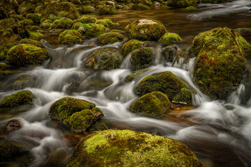 Fototapeta na wymiar Bohinj Bistrica river with flow in north fresh Slovenia in nice forest