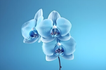 Fototapeta na wymiar Blue delicate orchid covered with the hoarfrost on a blue background on a blue background. Generative AI.
