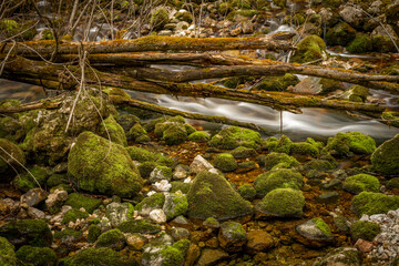 Bohinj Bistrica river with flow in north fresh Slovenia in nice forest