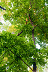 green tree in the forest