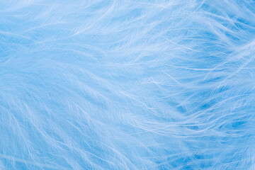 Blue feathers in soft and blur style for background, macro shot