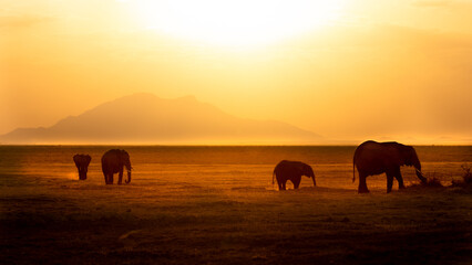 A herd of elephant with calf ( Loxodonta Africana) passing by in golden backlight, Amboseli National Park, Kenya.