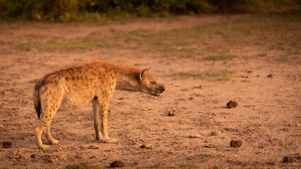 A spotted hyena (Crocuta crocuta) watching very alert, Amboseli National Park, Kenya.