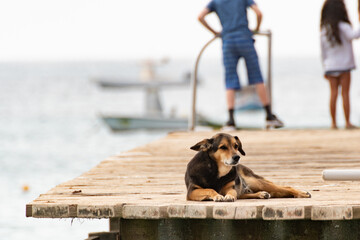 liegender Hund auf einem Steg im Hafen