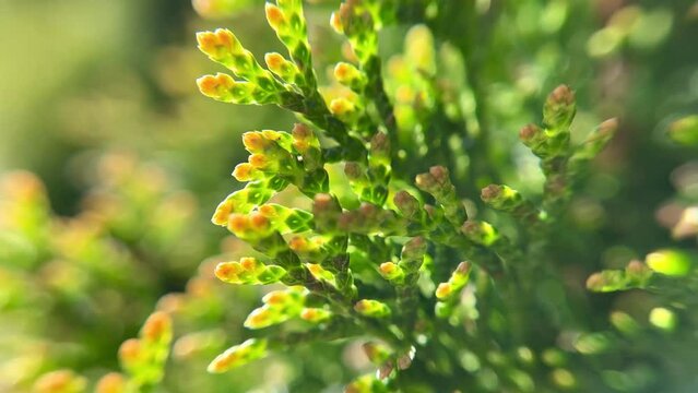 Green leaves of white cedar on a blurry bright light background.