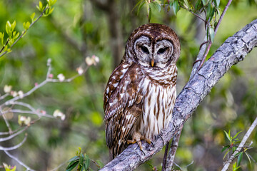 Barred Owl sitting in tree in spring