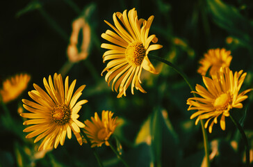 Bright yellow flowers in spring