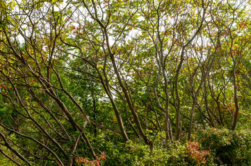 Staghorn Sumac Growing Along The Trail In September