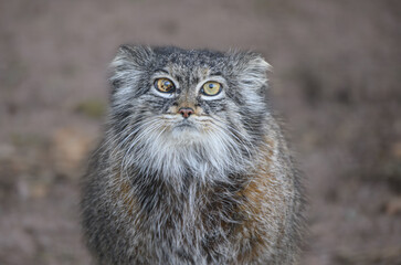 Pallas Cat