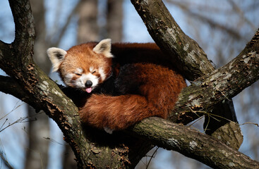 red panda in tree