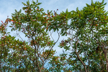 Staghorn Sumac Growing Along The Trail In September