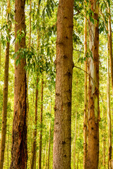 mata de eucaliptos, s&atilde;o paulo