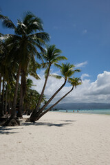 palm trees on the white beach, Boracay