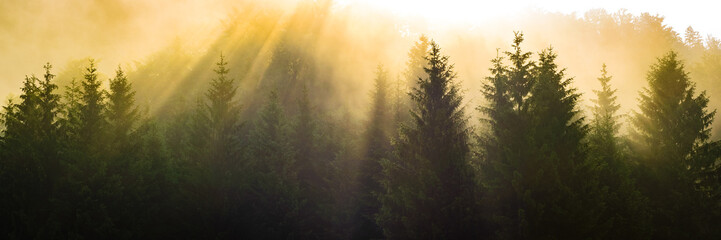 Bäume im Wald im Licht der Sonne und Nebel