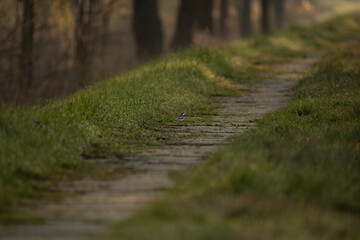 feuchter Weg im Spreewald