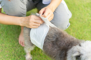 Senior Crossbreed dog wearing a diaper for urinary incontinence. Sick dogs cause problems with excretion so diapers are required for male dogs. Owner putting diapers on her pet. - obrazy, fototapety, plakaty