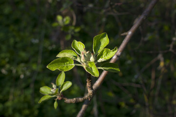  Apple flowers turn into apples . High quality photo
