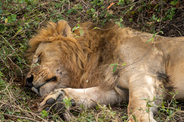 Male lion sleeping in the grass in the savannah, Masai Mara National Park, Kenya.