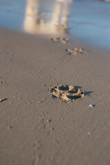 A footprint of a dog on the sand at sunset