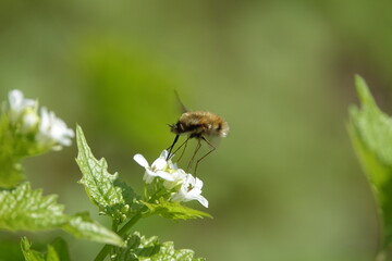 bee fly (Bombylius major) feeding on wild flowers
