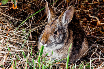 Brown rabbit eating green grass