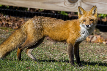 Mother red fox looking at camera
