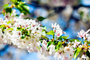 Beautiful, Spring White Blooms on a Tree Branch Blue Sky Background, Border, Baby Shower, Brunch,...