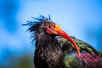 Northern Bald Ibis (Geronticus eremita) in the Wilds of Northern Africa