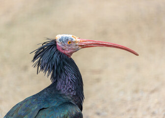 orthern Bald Ibis (Geronticus eremita) in the Wilds of Northern Africa