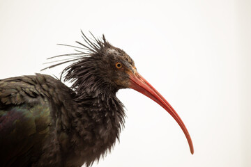 Northern Bald Ibis (Geronticus eremita) in the Wilds of Northern Africa